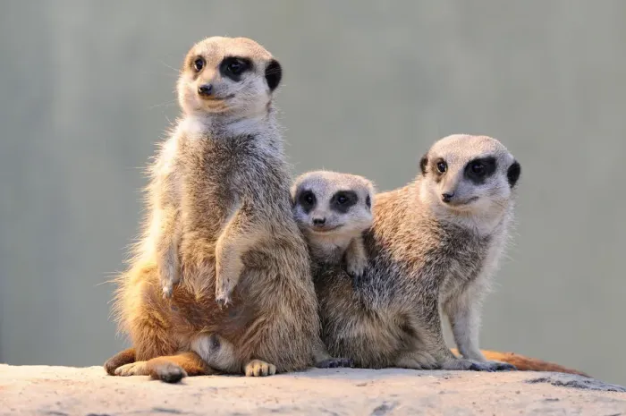Framed Print : Meerkats -Suricata suricatta- Framed Print : Meerkats -Suricata suricatta-