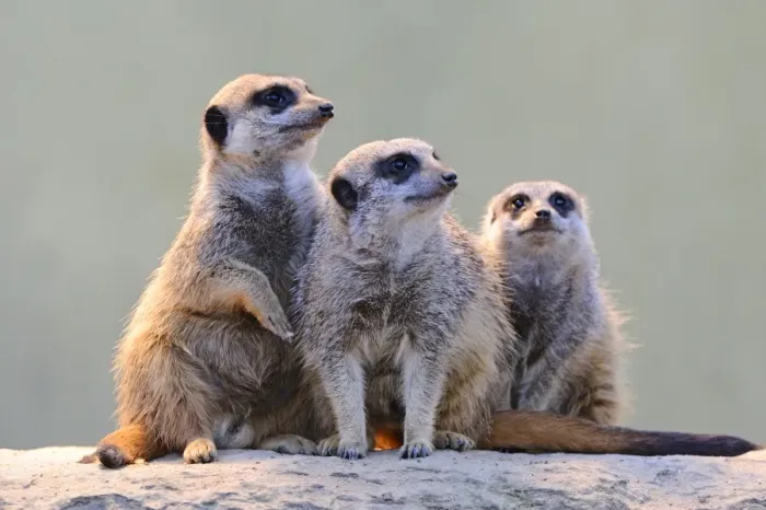 Framed Print : Meerkats -Suricata suricatta- Framed Print : Meerkats -Suricata suricatta-