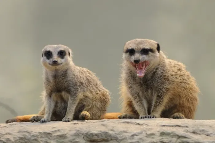 Framed Print : Meerkats -Suricata suricatta- Framed Print : Meerkats -Suricata suricatta-