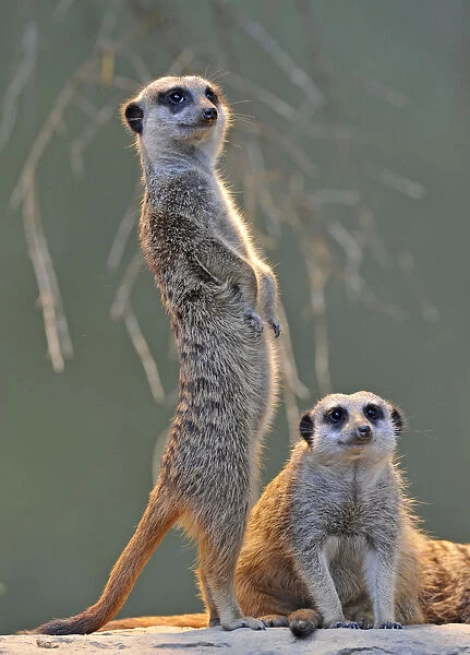 Meerkats (Suricata suricatta), adult and juvenile