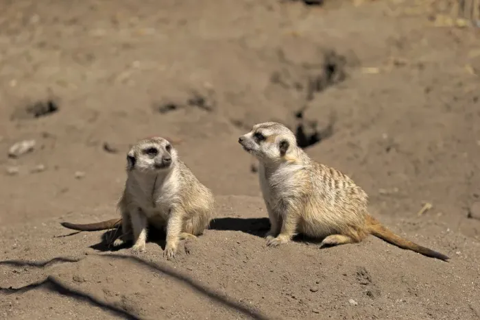 Framed Print : Meerkats -Suricata suricatta- alert pair, Little Karoo, Western Cape, South Africa Framed Print : Meerkats -Suricata suricatta- alert pair, Little Karoo, Western Cape, South Africa