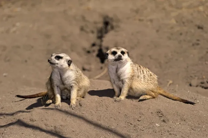 Framed Print : Meerkats -Suricata suricatta- alert pair, Little Karoo, Western Cape, South Africa Framed Print : Meerkats -Suricata suricatta- alert pair, Little Karoo, Western Cape, South Africa