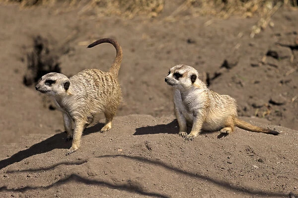 Meerkats -Suricata suricatta-, alert pair, Little Karoo, Western Cape, South Africa