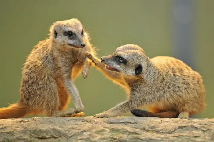 Framed Print : Meerkats -Suricata suricatta- arguing Framed Print : Meerkats -Suricata suricatta- arguing