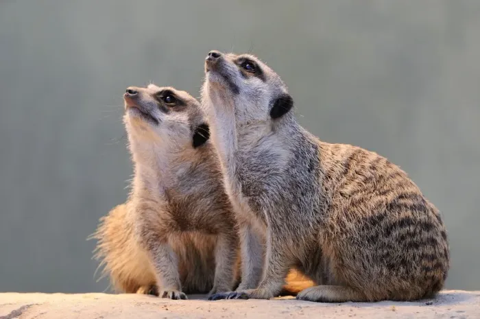 Framed Print : Meerkats -Suricata suricatta- looking up Framed Print : Meerkats -Suricata suricatta- looking up