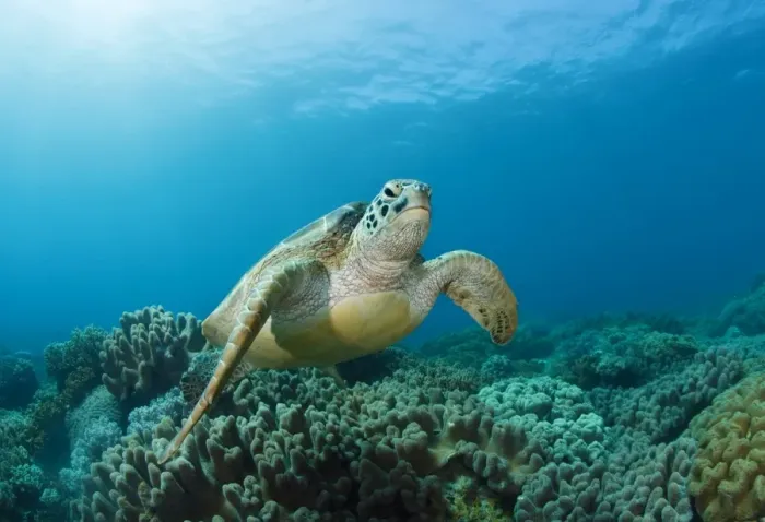 Framed Print : meeting. Sea turtle at coral reef. Face to face Framed Print : meeting. Sea turtle at coral reef. Face to face