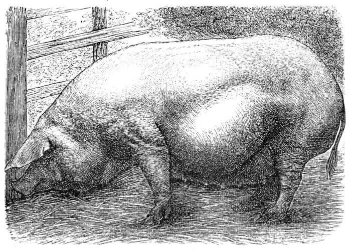 Framed Print : Meissner pig Framed Print : Meissner pig