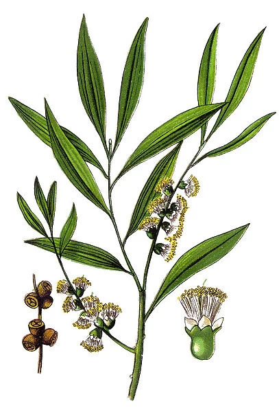 Melaleuca leucadendra, commonly known as weeping paperbark, long-leaved paperbark or white paperbark
