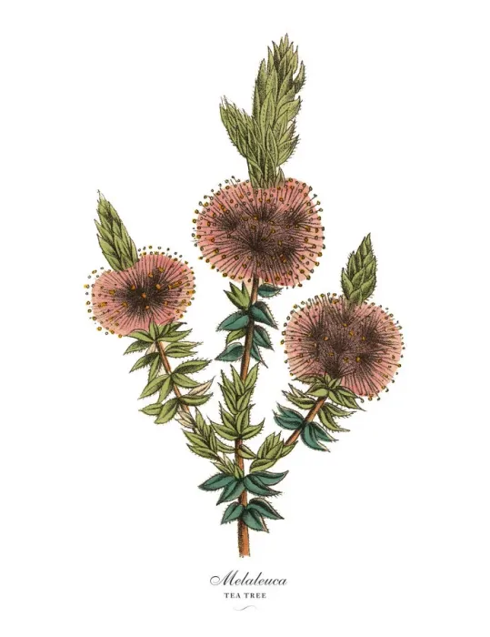 Framed Print : Melaleuca or Tea Tree Plant, Victorian Botanical Illustration Framed Print : Melaleuca or Tea Tree Plant, Victorian Botanical Illustration