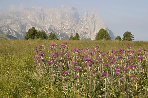 Melancholy Thistle (Cirsium helenioides) in front of Schlern Mountain, Seiser Alm, Dolomites, Alto Adige, Italy, Europe