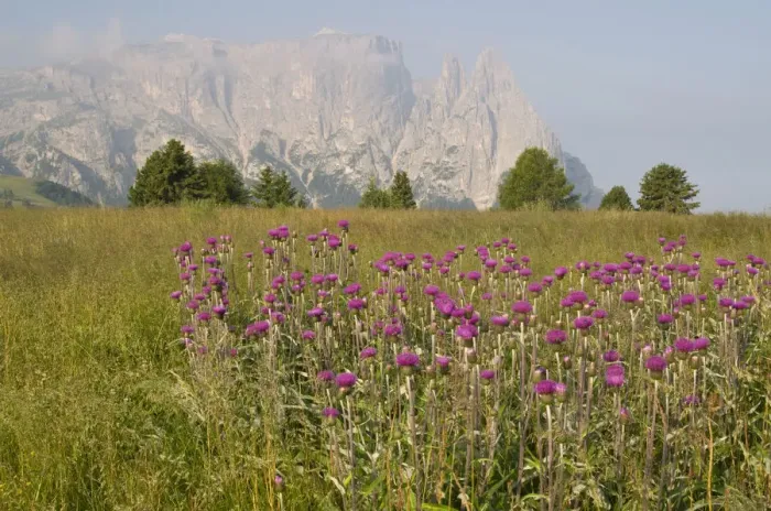 Framed Print : Melancholy Thistle (Cirsium helenioides) in front of Schlern Mountain, Seiser Alm, Dolomites, Alto Adige, Italy, Europe Framed Print : Melancholy Thistle (Cirsium helenioides) in front of Schlern Mountain, Seiser Alm, Dolomites, Alto Adige, Italy, Europe