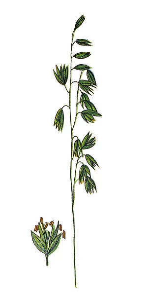 Melica nutans, known as mountain melick
