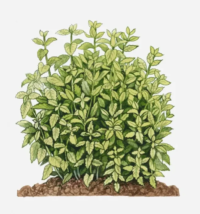 Framed Print : Melissa officinalis (Lemon Balm) Framed Print : Melissa officinalis (Lemon Balm)