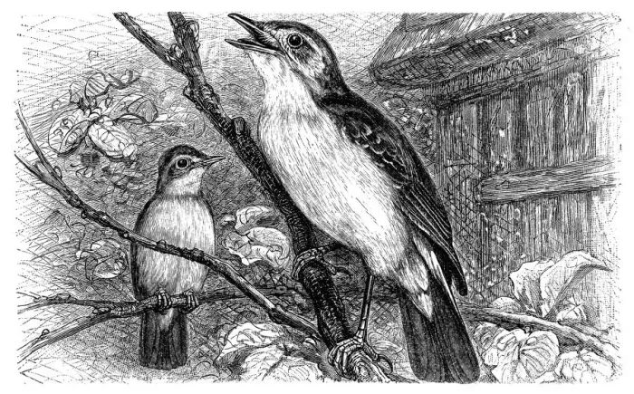 Framed Print : Melodious Willow Warbler (Hypolais philomela)