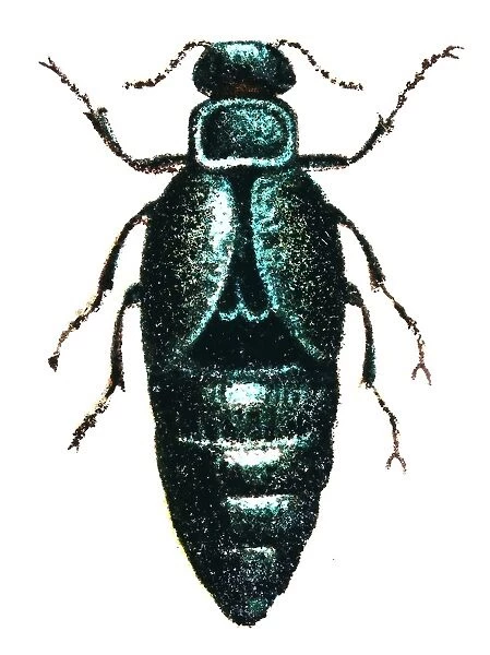 Meloe proscarabaeus - European oil beetle