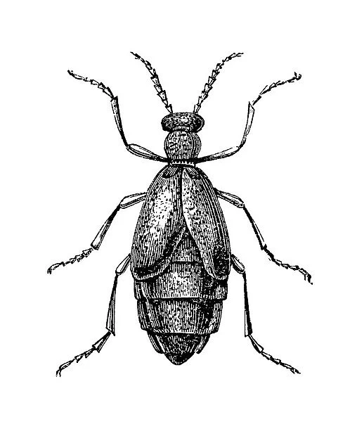 Meloe proscarabaeus is a European oil beetle