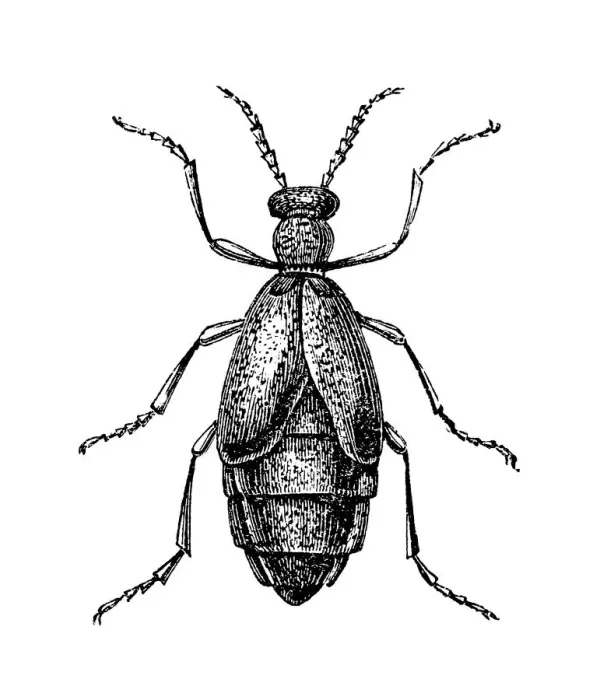 Framed Print : Meloe proscarabaeus is a European oil beetle