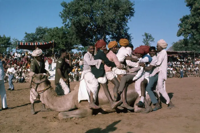Framed Print : Men Attempting to Ride a Camel Framed Print : Men Attempting to Ride a Camel