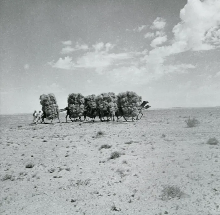 Framed Print : Men with Camels Transporting Brush for Fire Framed Print : Men with Camels Transporting Brush for Fire