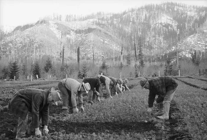Framed Print : Men at CCC Reforestation Camp Framed Print : Men at CCC Reforestation Camp
