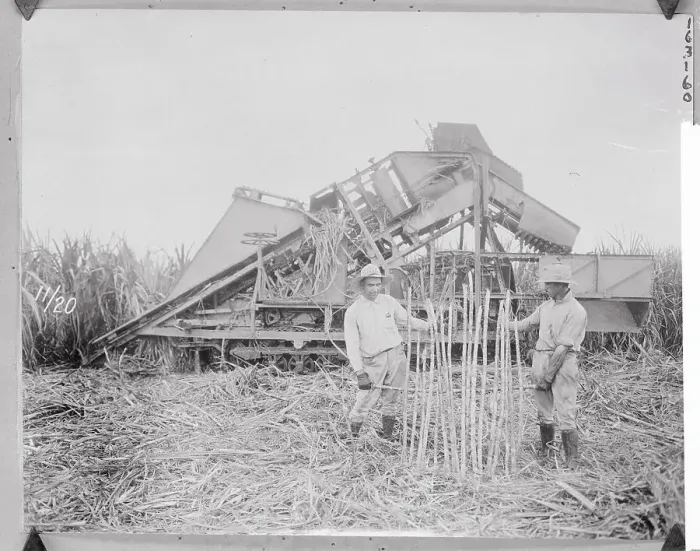 Framed Print : Two Men Displaying Sugar Cane Strips Framed Print : Two Men Displaying Sugar Cane Strips