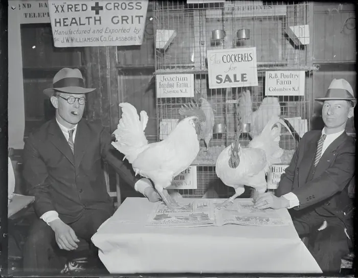 Framed Print : Men Gazing at Prize Chickens for Poultry Show Framed Print : Men Gazing at Prize Chickens for Poultry Show