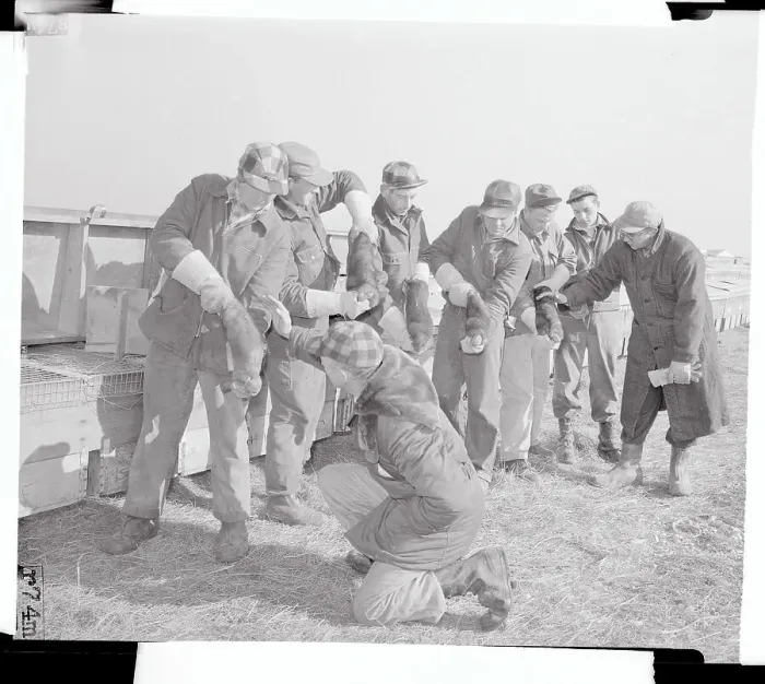 Framed Print : Men Grading the Mink Pelts