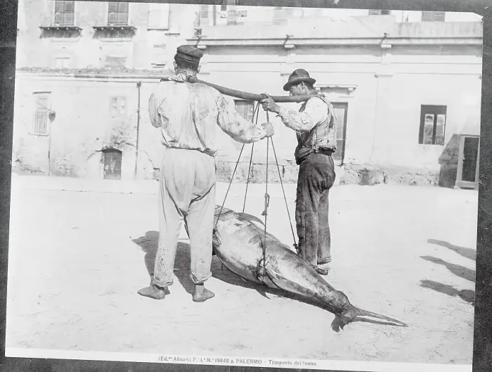Framed Print : Men Handling a Huge Fish Framed Print : Men Handling a Huge Fish