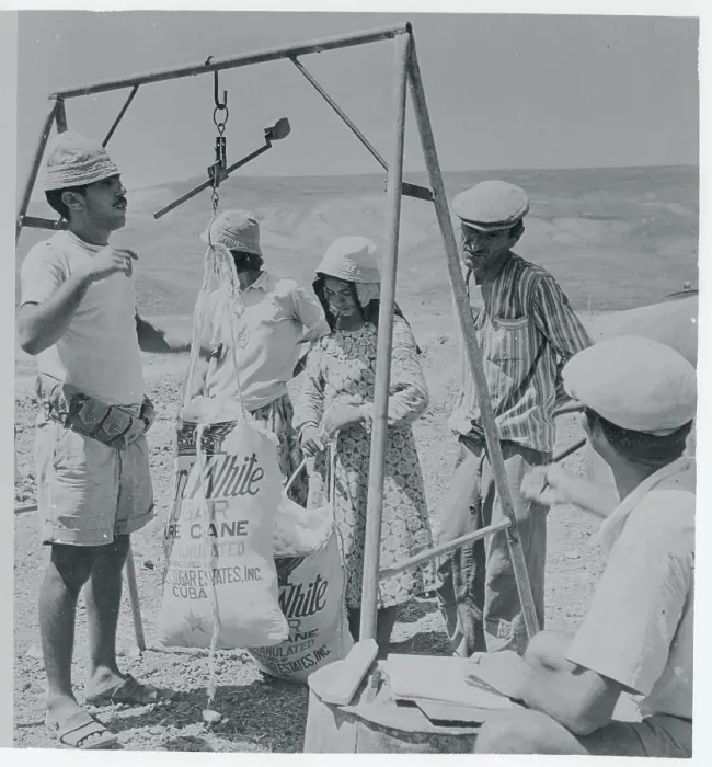 Framed Print : Men Having Their Cotton Weighed Framed Print : Men Having Their Cotton Weighed
