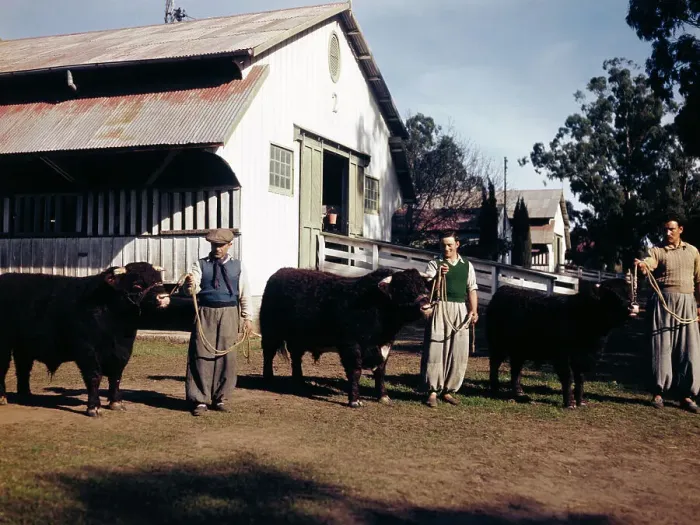 Framed Print : Men Holding Cattle by Ropes Framed Print : Men Holding Cattle by Ropes