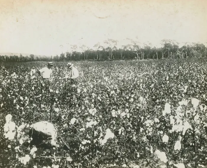 Framed Print : Men Inspecting Crop of Cotton