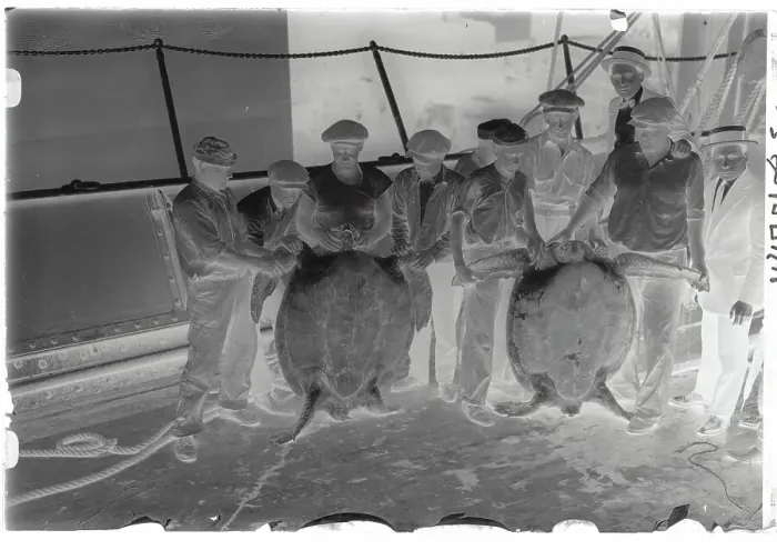 Framed Print : Men With Large Turtles Framed Print : Men With Large Turtles