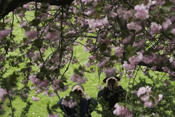 Framed Print : Two men looking through tree blossoms with binoculars Framed Print : Two men looking through tree blossoms with binoculars