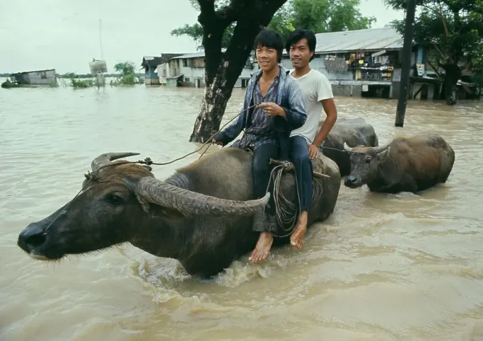 Framed Print : Men Riding Water Buffalo