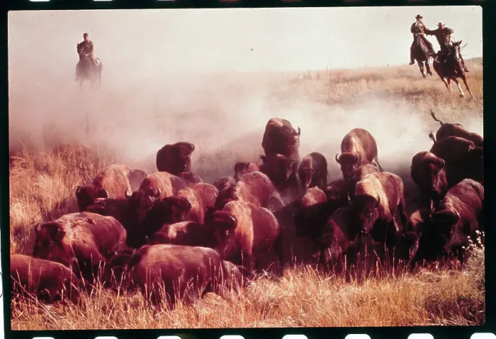 Framed Print : Men Rounding Up Buffalo