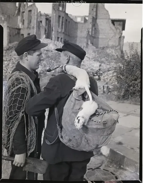 Framed Print : Men Use Ferrets To Hunt Rabbits Framed Print : Men Use Ferrets To Hunt Rabbits