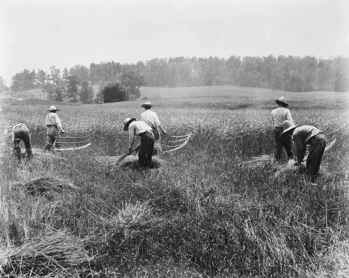 Framed Print : Men Use Reapers In Field To Cut Grain Framed Print : Men Use Reapers In Field To Cut Grain
