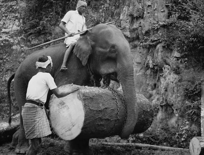 Framed Print : Men Using Elephant to Transport a Log