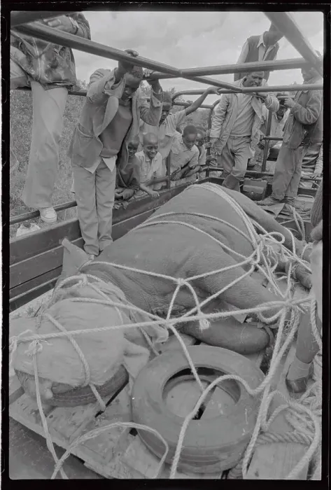 Framed Print : Men Viewing Rhino Prepared for Transport Framed Print : Men Viewing Rhino Prepared for Transport