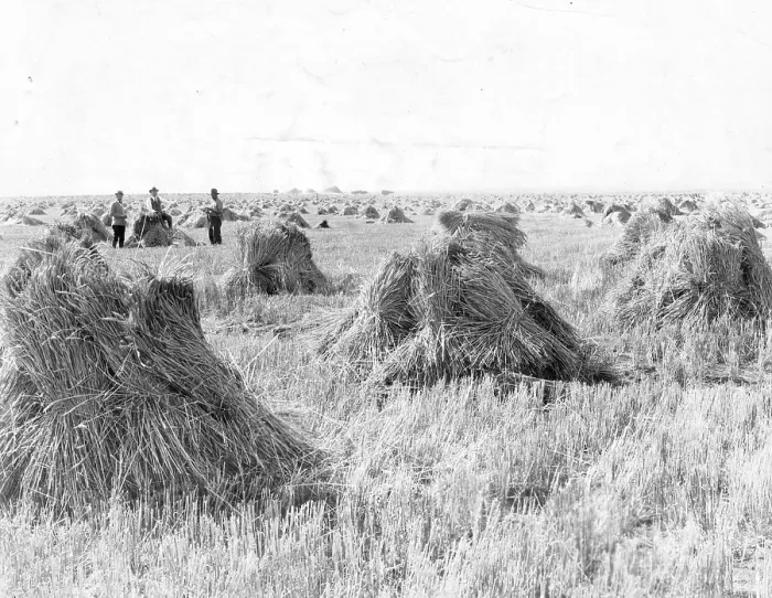 Framed Print : Men In Wheat Fields Of Saskatchewan, Canada Framed Print : Men In Wheat Fields Of Saskatchewan, Canada