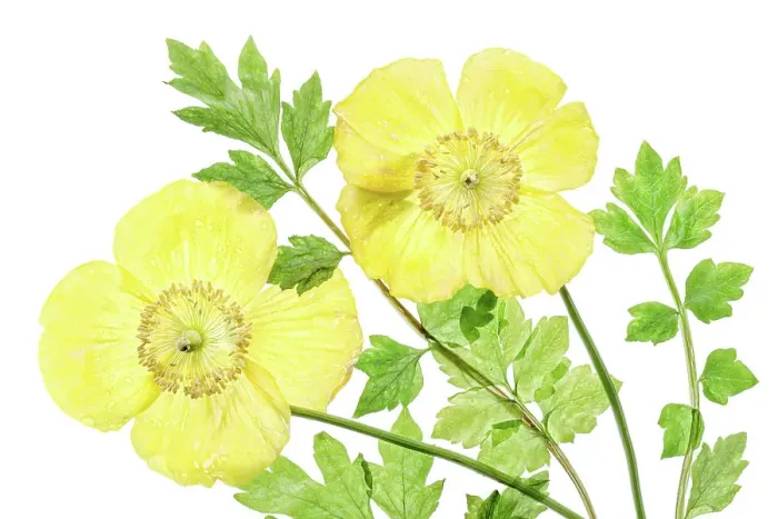 Framed Print : Menocopsis Cambrica (Welsh Poppy) Framed Print : Menocopsis Cambrica (Welsh Poppy)
