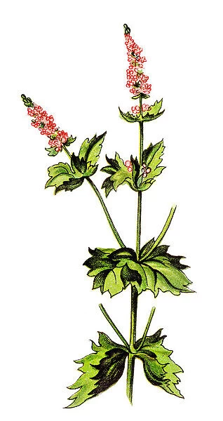 Mentha crispata is known by the common name of wrinkled-leaf mint