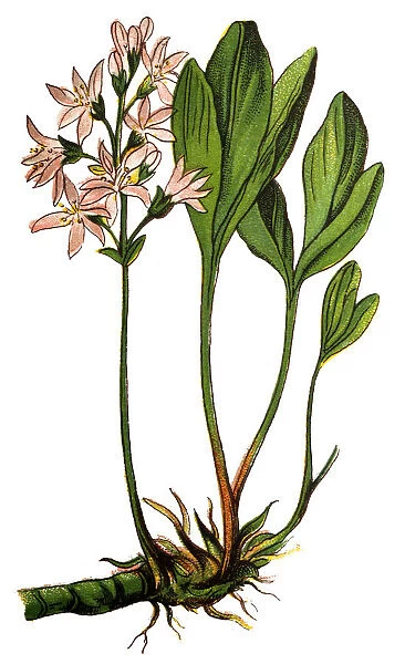 Menyanthes trifoliata (bogbean and buckbean)