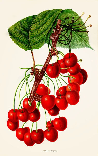 Mercer cherry illustration 1892