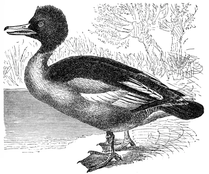 Framed Print : Merganser or goosander (Mergus merganser) Framed Print : Merganser or goosander (Mergus merganser)