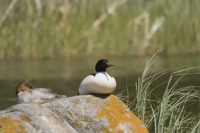 Framed Print : Merganser Resting On A Rock On Prince Albert National Park Framed Print : Merganser Resting On A Rock On Prince Albert National Park