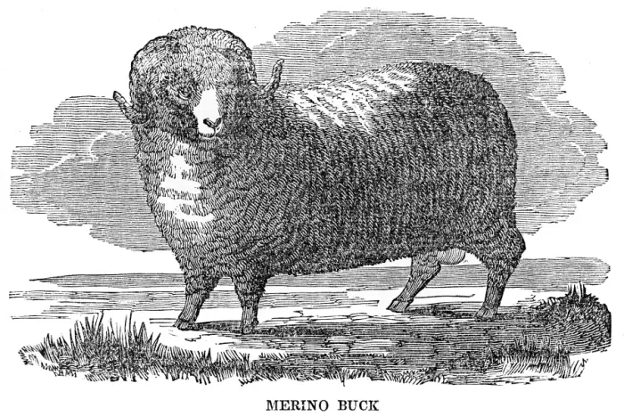 Framed Print : Merino buck engraving 1844 Framed Print : Merino buck engraving 1844