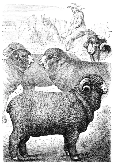 Framed Print : Merino sheep