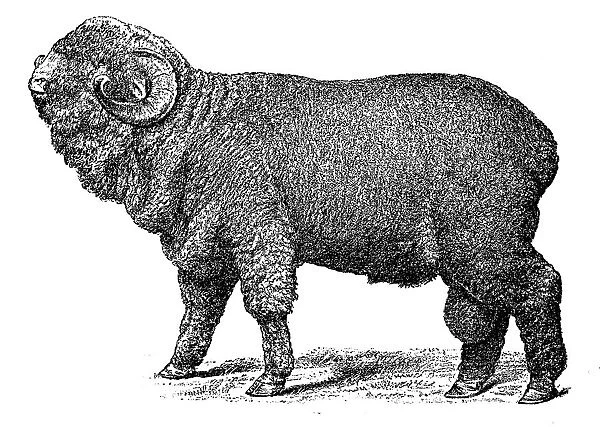 Merino sheep Negretti