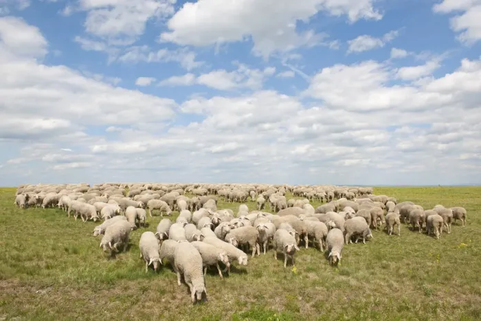 Framed Print : Merino Sheep -Ovis sp. -, herd on a pasture, Craula, Thuringia, Germany